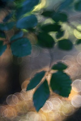 BUITEN BEELD Foto: 186036