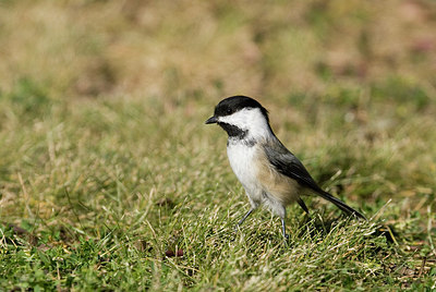 BUITEN BEELD Foto: 186052