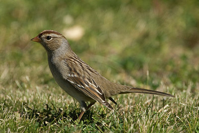BUITEN BEELD Foto: 186056