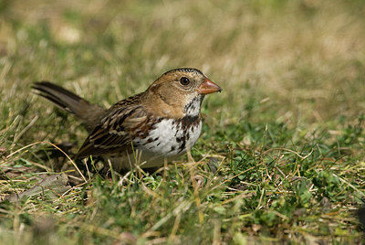BUITEN BEELD Foto: 186058