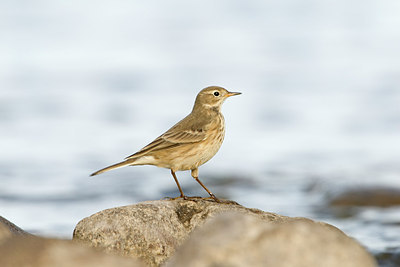 BUITEN BEELD Foto: 186063