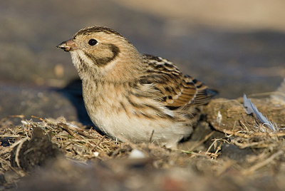 BUITEN BEELD Foto: 186064