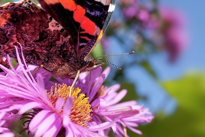 BUITEN BEELD Foto: 186077