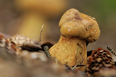 BUITEN BEELD Foto: 186079