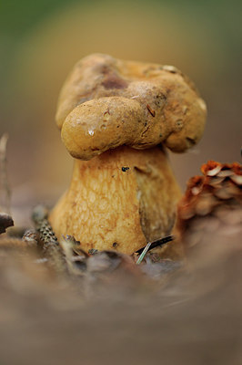 BUITEN BEELD Foto: 186080