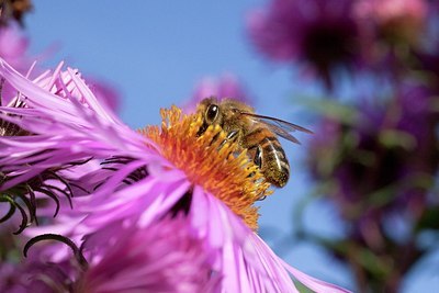 BUITEN BEELD Foto: 186082