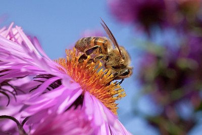 BUITEN BEELD Foto: 186083