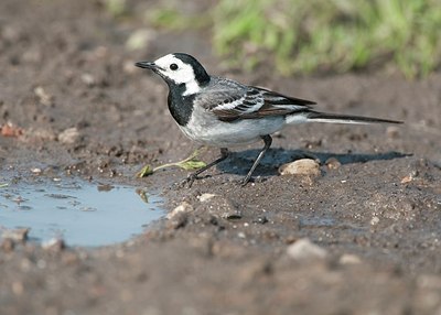 BUITEN BEELD Foto: 186091