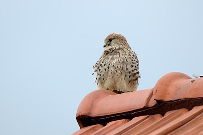 BUITEN BEELD Foto: 186121