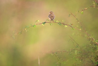 BUITEN BEELD Foto: 186131