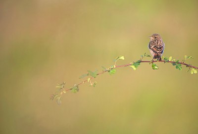 BUITEN BEELD Foto: 186182