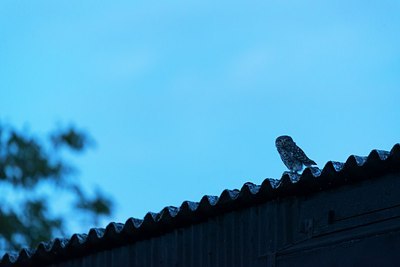 BUITEN BEELD Foto: 186197