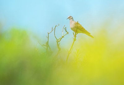 BUITEN BEELD Foto: 186211