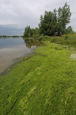 BUITEN BEELD Foto: 186245