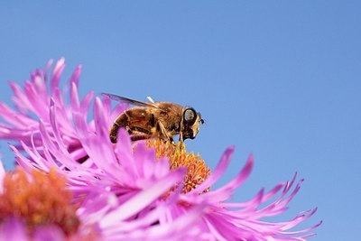 BUITEN BEELD Foto: 186246