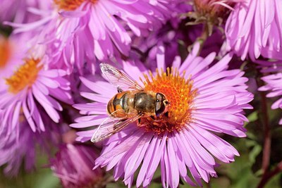 BUITEN BEELD Foto: 186247