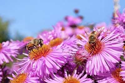 BUITEN BEELD Foto: 186248