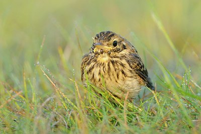 BUITEN BEELD Foto: 186278