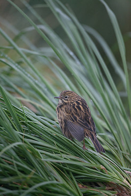 BUITEN BEELD Foto: 186388