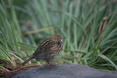 BUITEN BEELD Foto: 186389