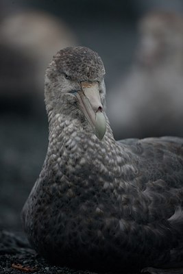 BUITEN BEELD Foto: 186393