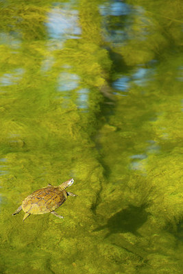 BUITEN BEELD Foto: 186448