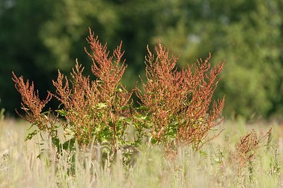 BUITEN BEELD Foto: 186489