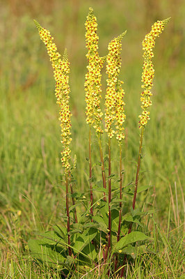 BUITEN BEELD Foto: 186493
