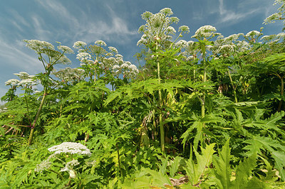 BUITEN BEELD Foto: 186499