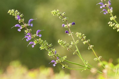 BUITEN BEELD Foto: 186552