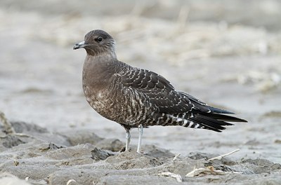 BUITEN BEELD Foto: 186555