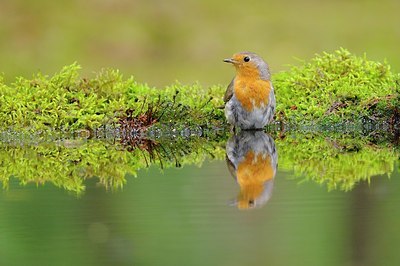 BUITEN BEELD Foto: 186657