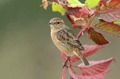 BUITEN BEELD Foto: 186707