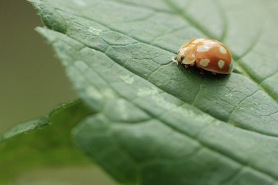 BUITEN BEELD Foto: 186719