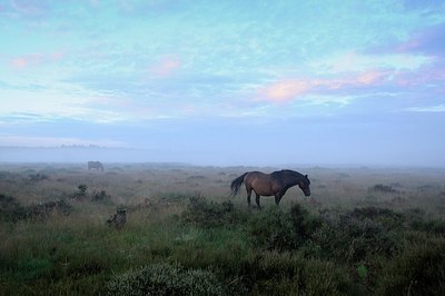 BUITEN BEELD Foto: 186727