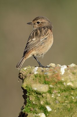 BUITEN BEELD Foto: 186741