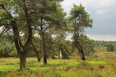 BUITEN BEELD Foto: 186742