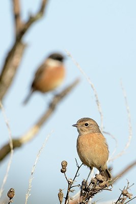 BUITEN BEELD Foto: 186747