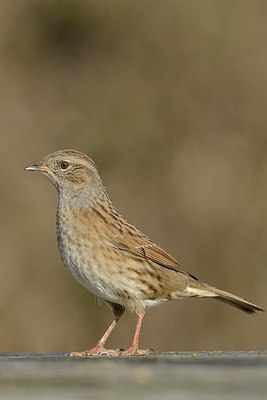 BUITEN BEELD Foto: 186748