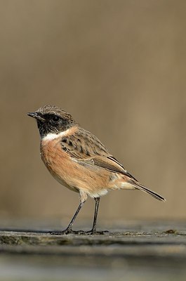 BUITEN BEELD Foto: 186752