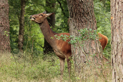 BUITEN BEELD Foto: 186758