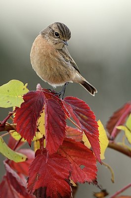 BUITEN BEELD Foto: 186763