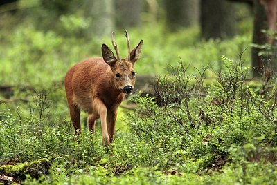 BUITEN BEELD Foto: 186766