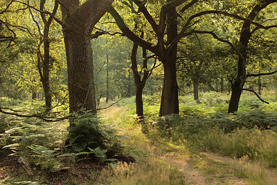 BUITEN BEELD Foto: 186772