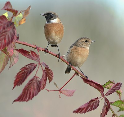 BUITEN BEELD Foto: 186821