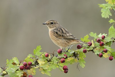 BUITEN BEELD Foto: 186841