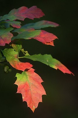 BUITEN BEELD Foto: 186842