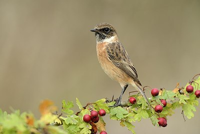 BUITEN BEELD Foto: 186869