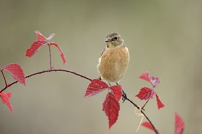 BUITEN BEELD Foto: 186870