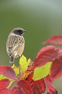 BUITEN BEELD Foto: 186890